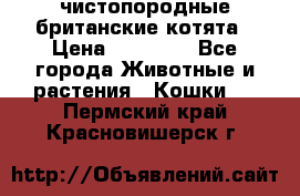 чистопородные британские котята › Цена ­ 10 000 - Все города Животные и растения » Кошки   . Пермский край,Красновишерск г.